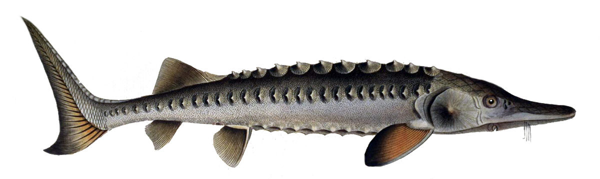 Acipenseriformes