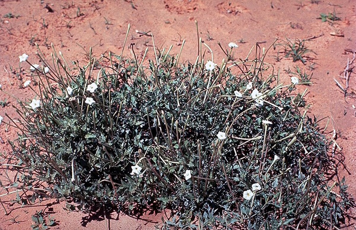 Acleisanthes longiflora