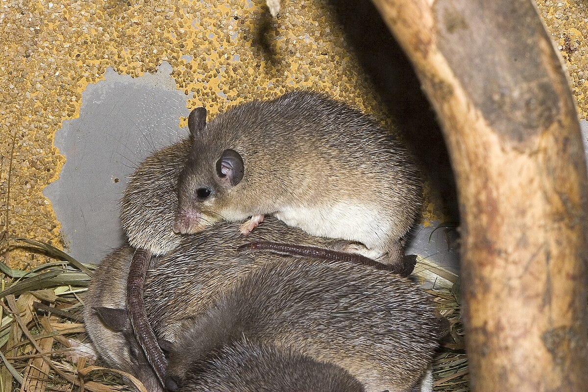 Acomys cilicicus
