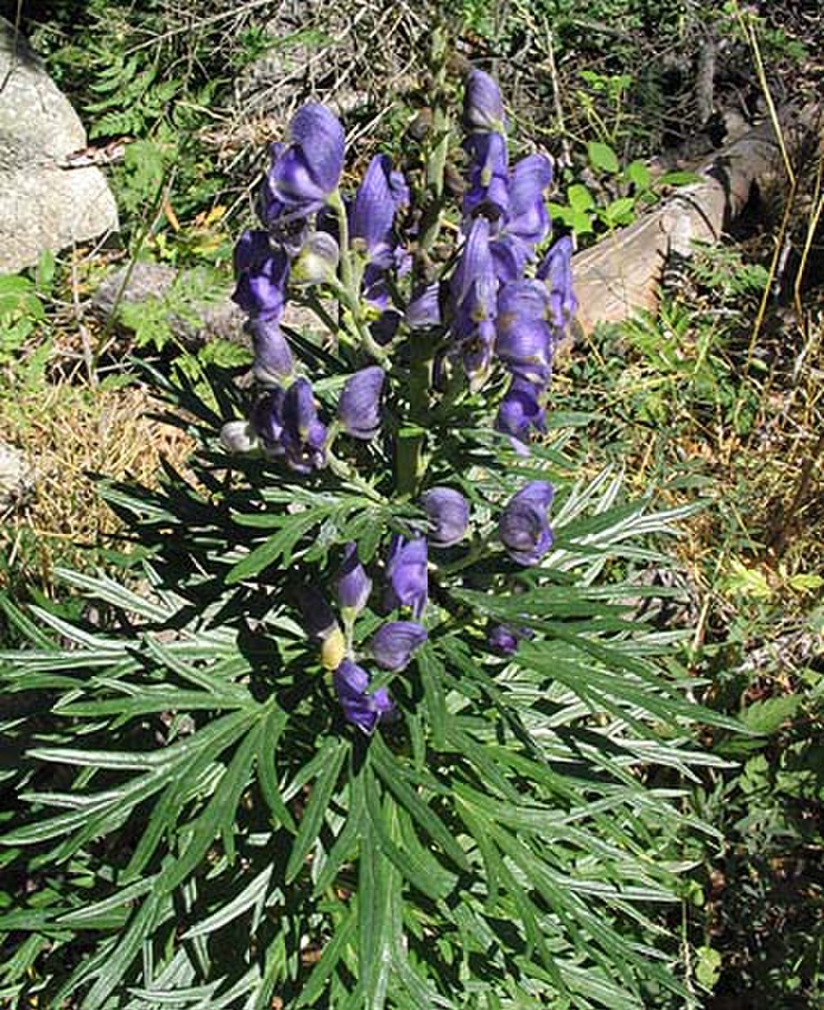 Aconitum