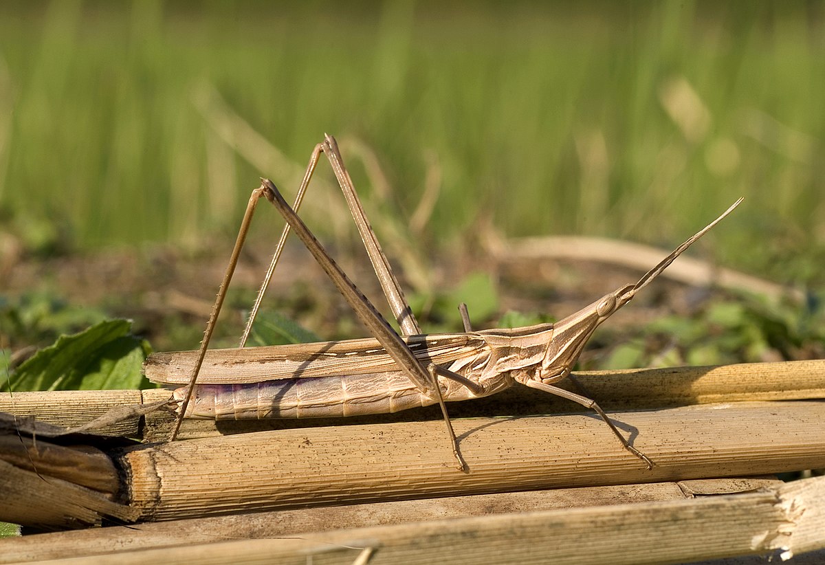 Acrididae