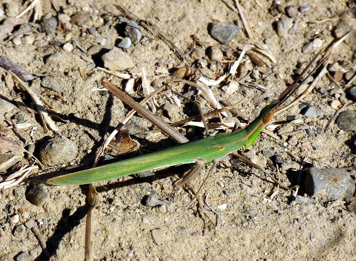 Acridinae