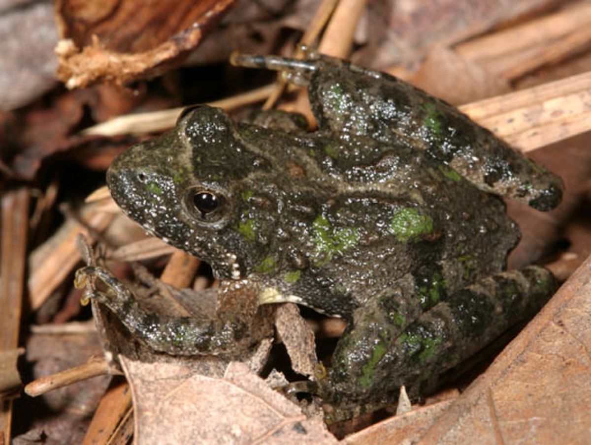 Acris crepitans