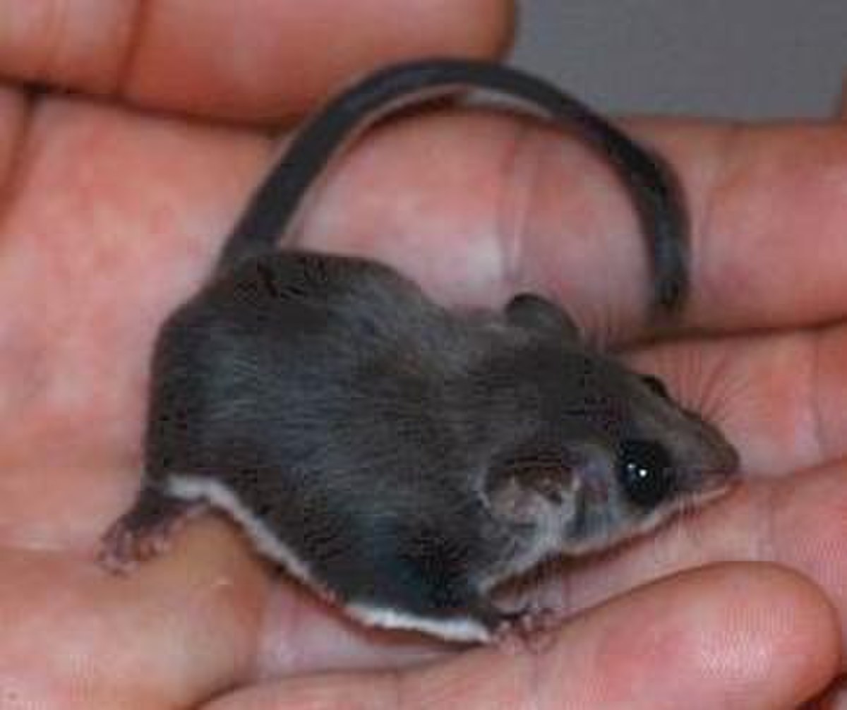 Acrobate pygmée