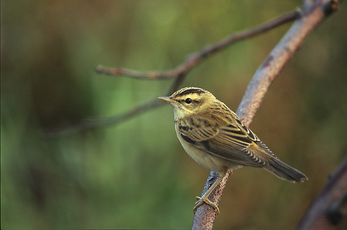 Acrocephalidae