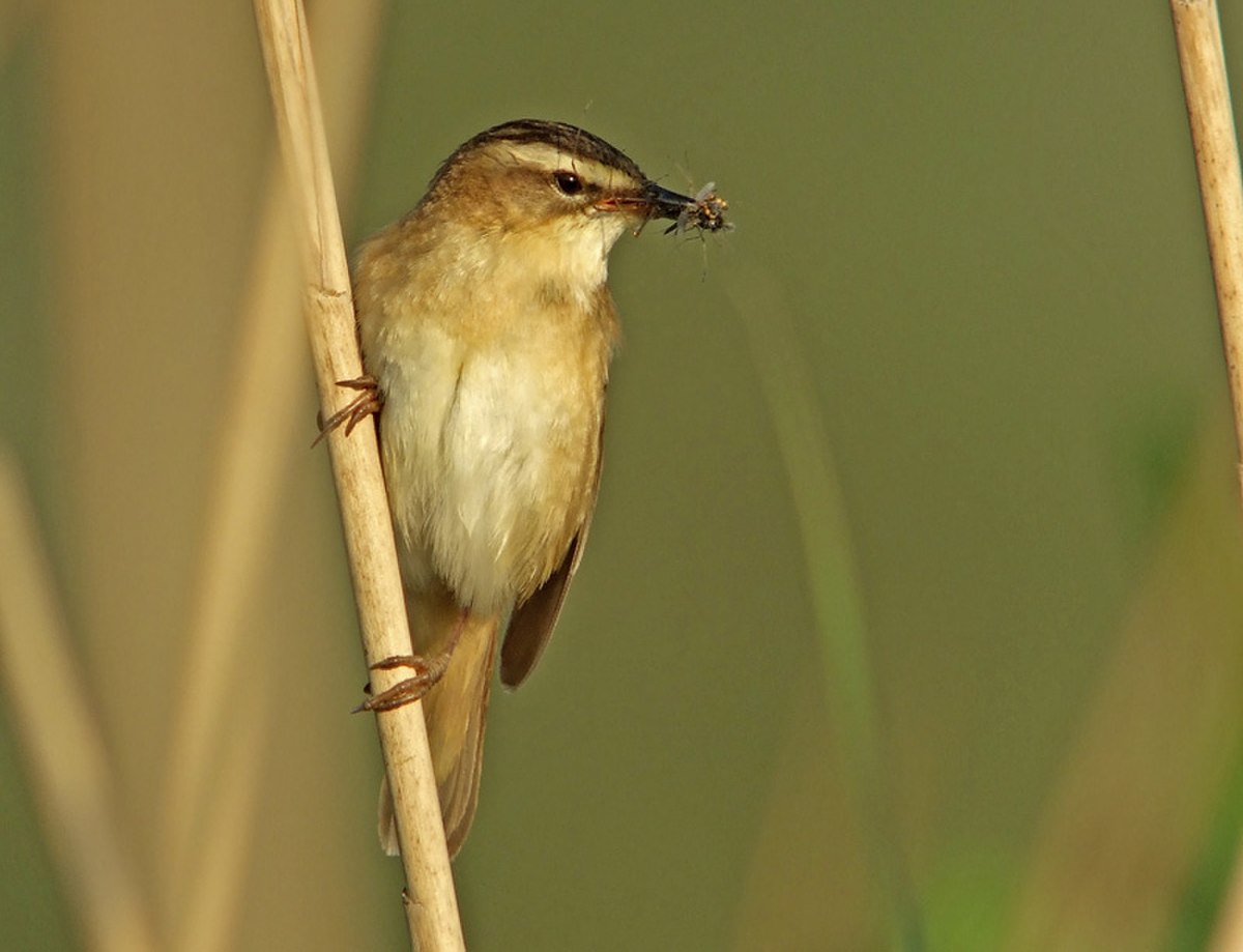 Phragmite des joncs