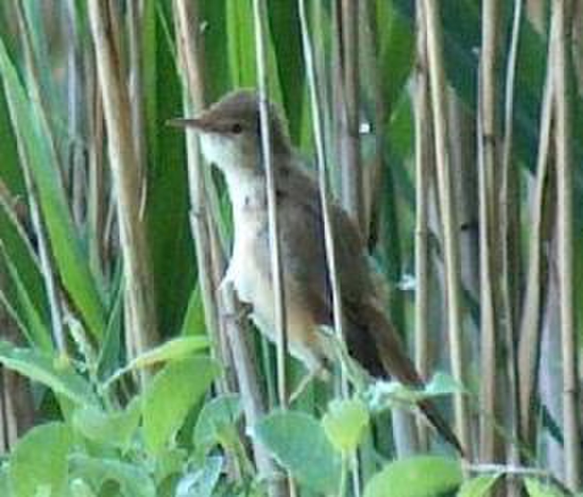 Sylviidae (Sibley)