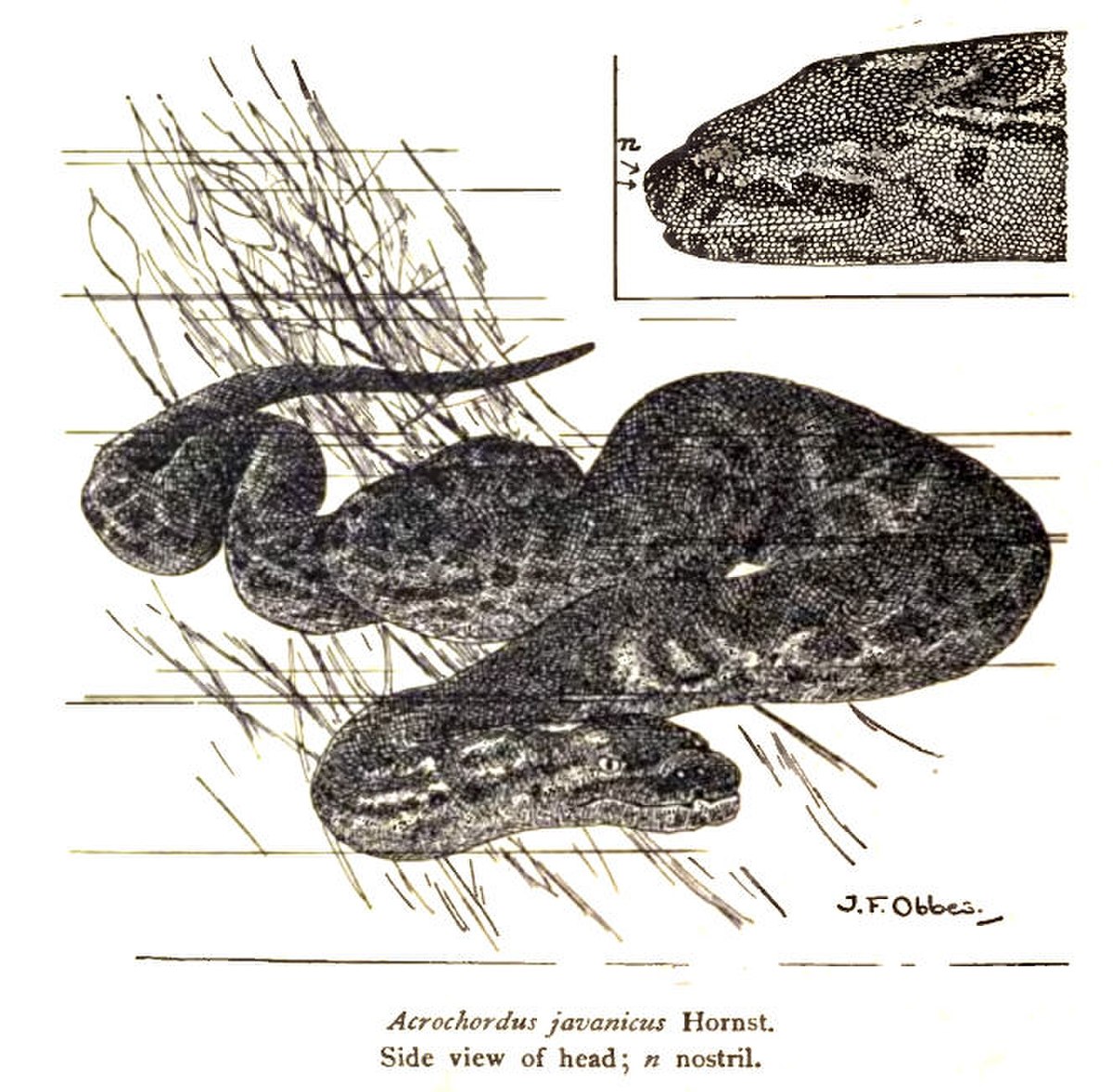 Acrochordus