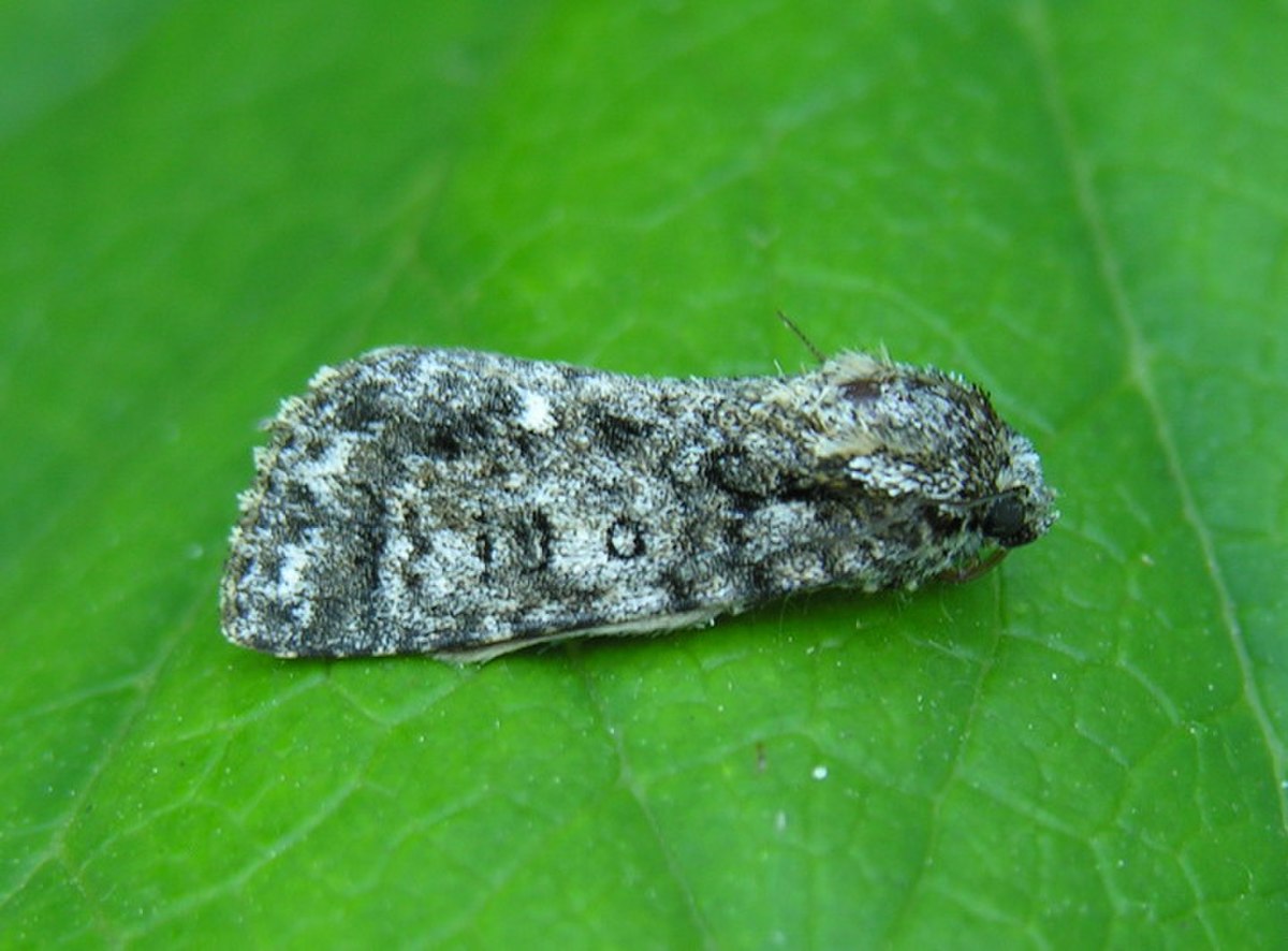 Acronicta