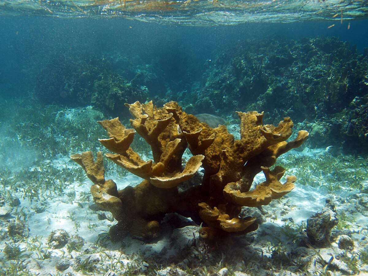 Corail corne d'élan