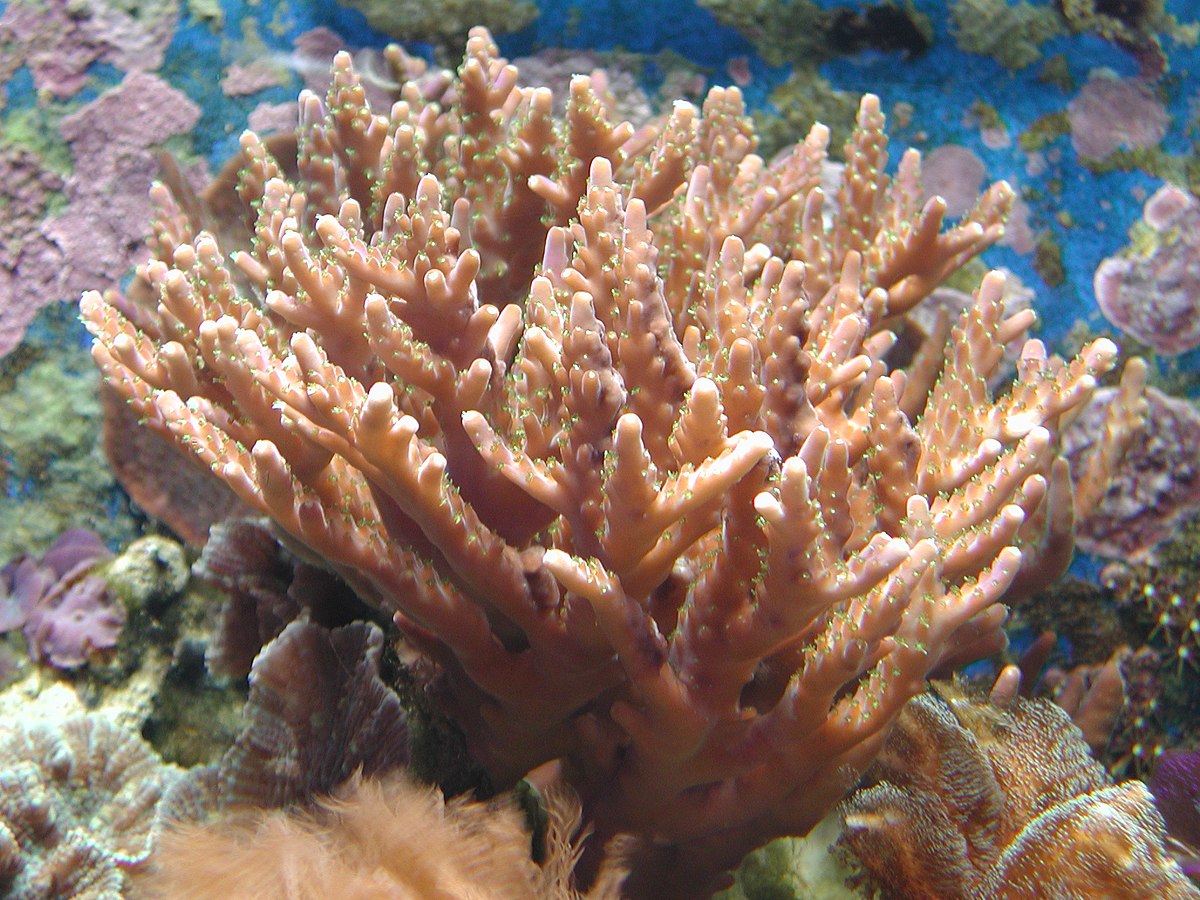 Acropora