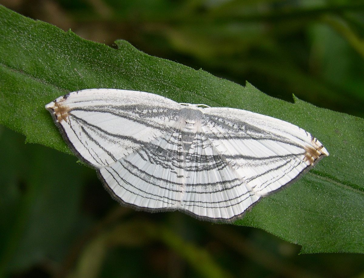 Uraniidae