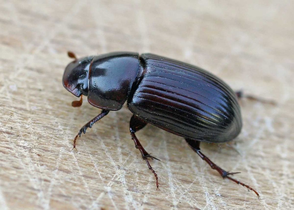 Aphodiinae