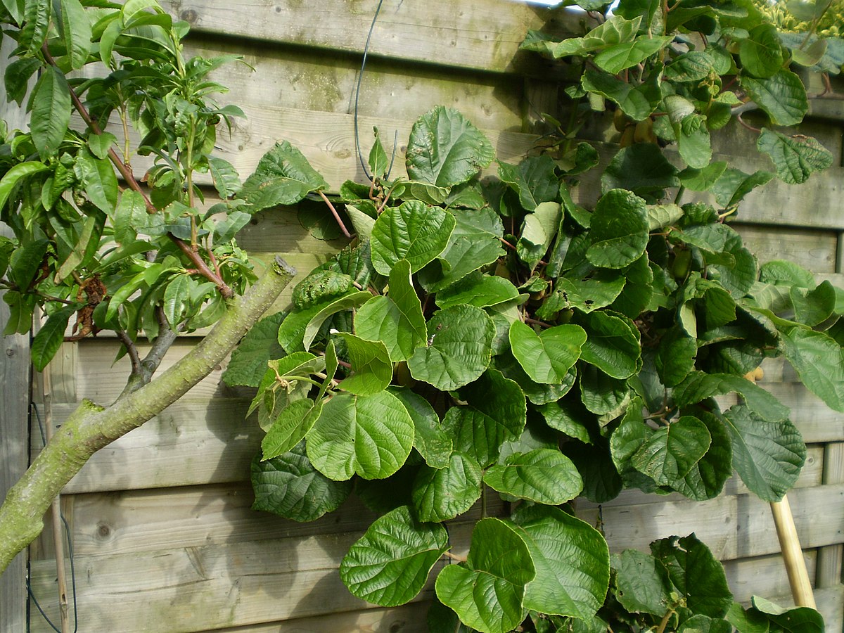 Actinidia