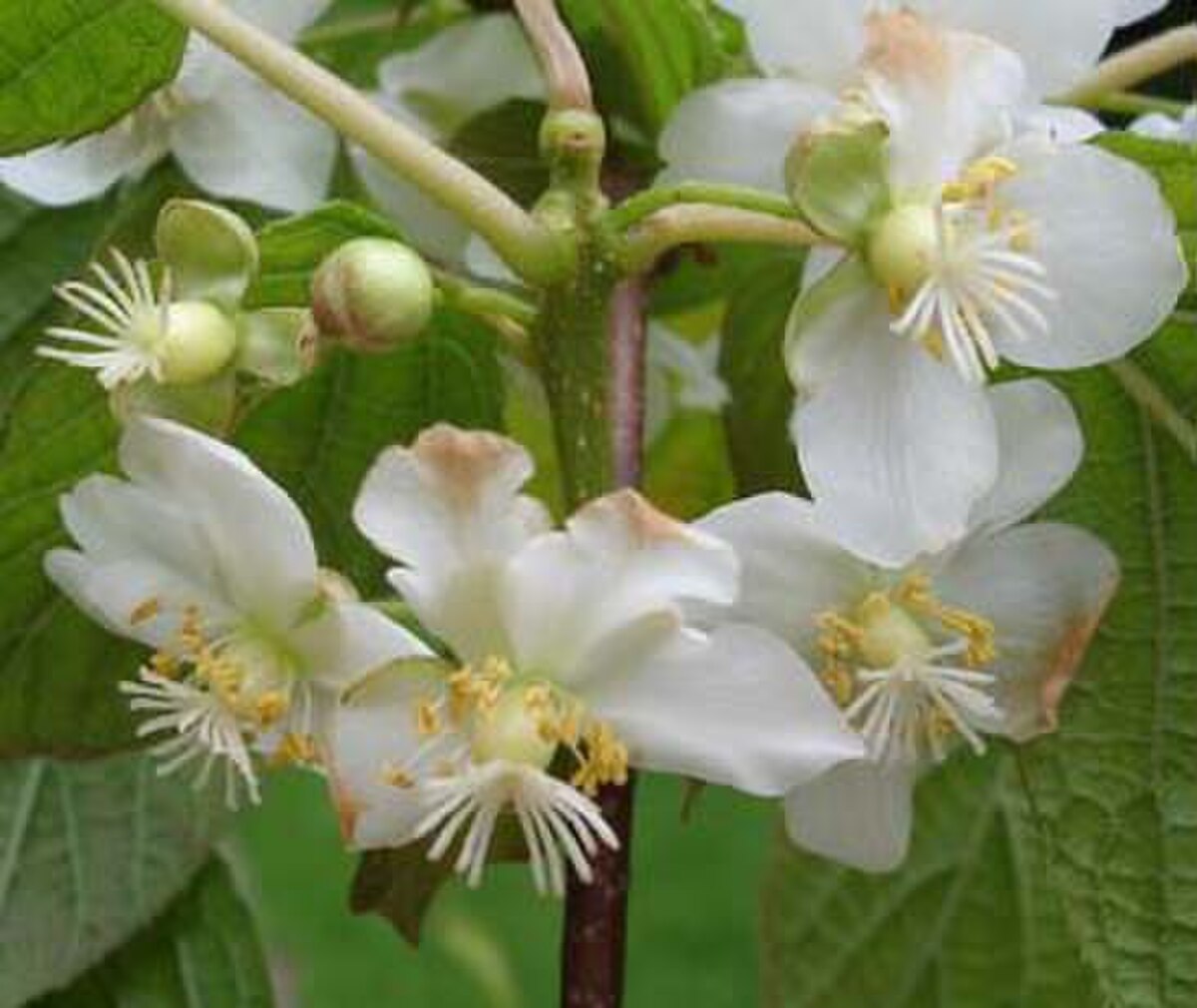 Actinidia deliciosa