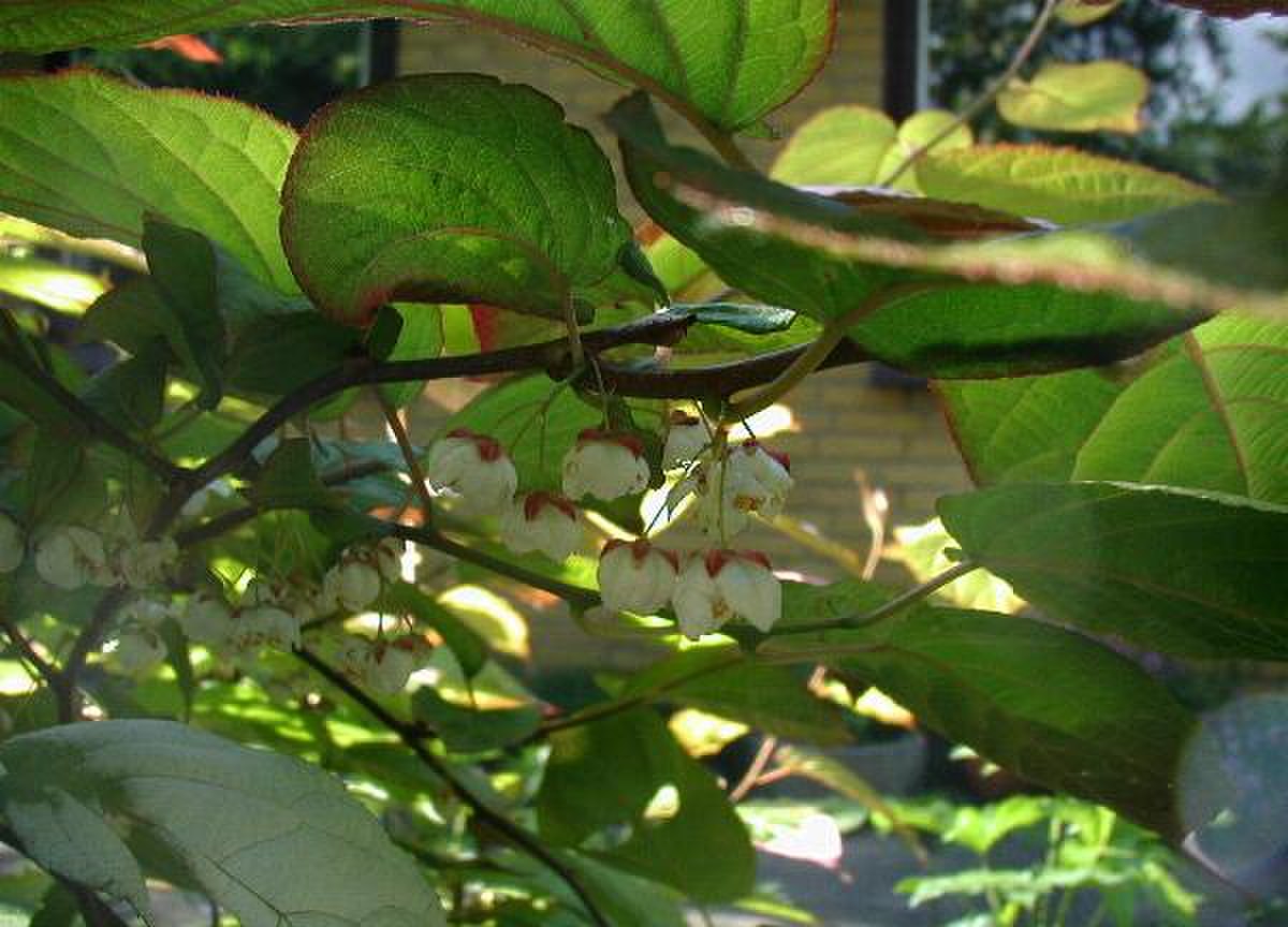 Actinidiaceae