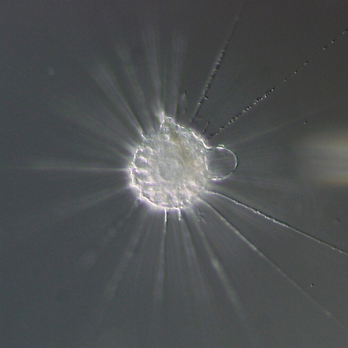 Actinopoda