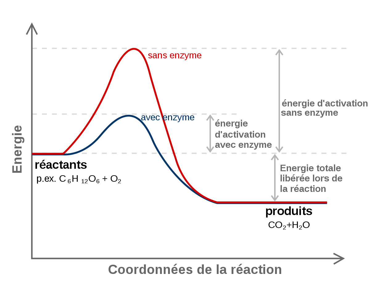 Enzyme