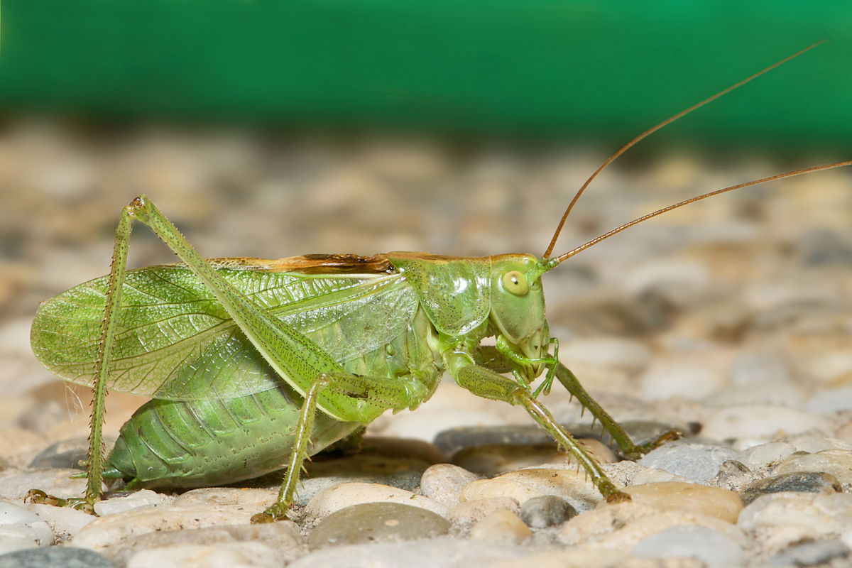Tettigoniidae