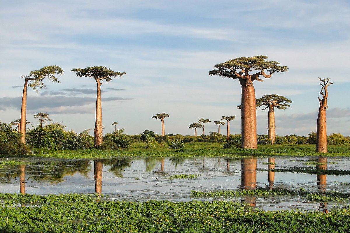 Adansonia grandidieri