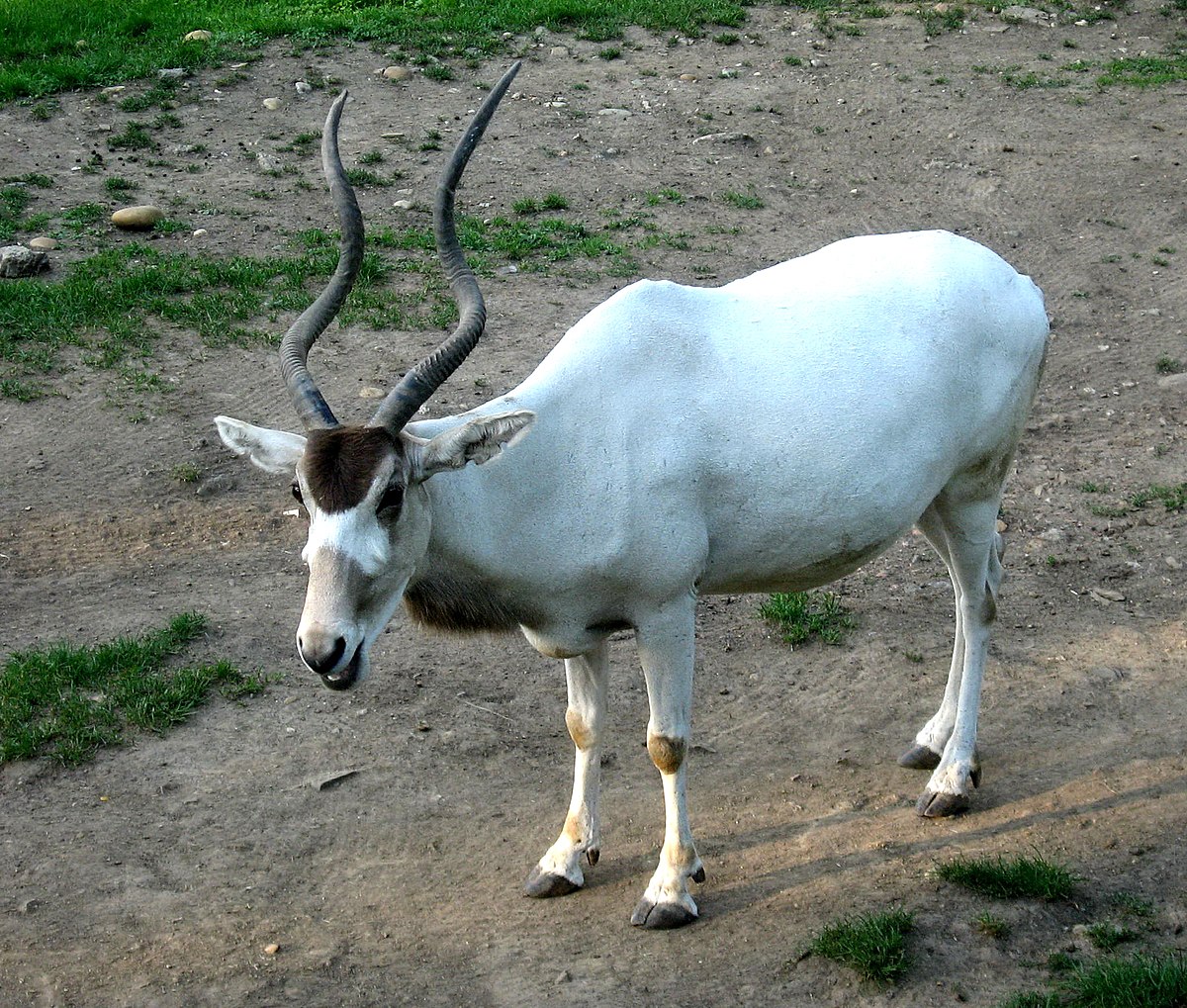 Orygina