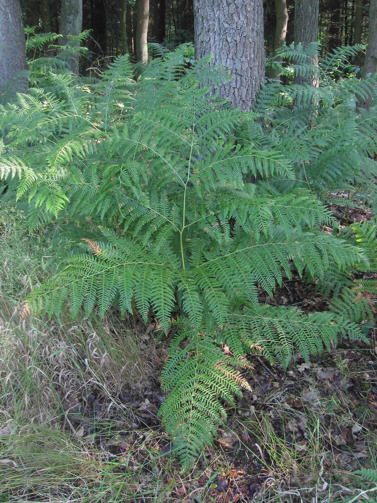 Pteridium