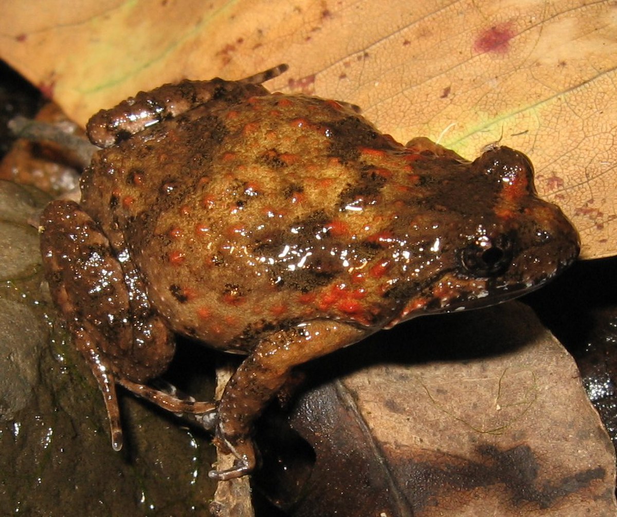 Adelotus brevis