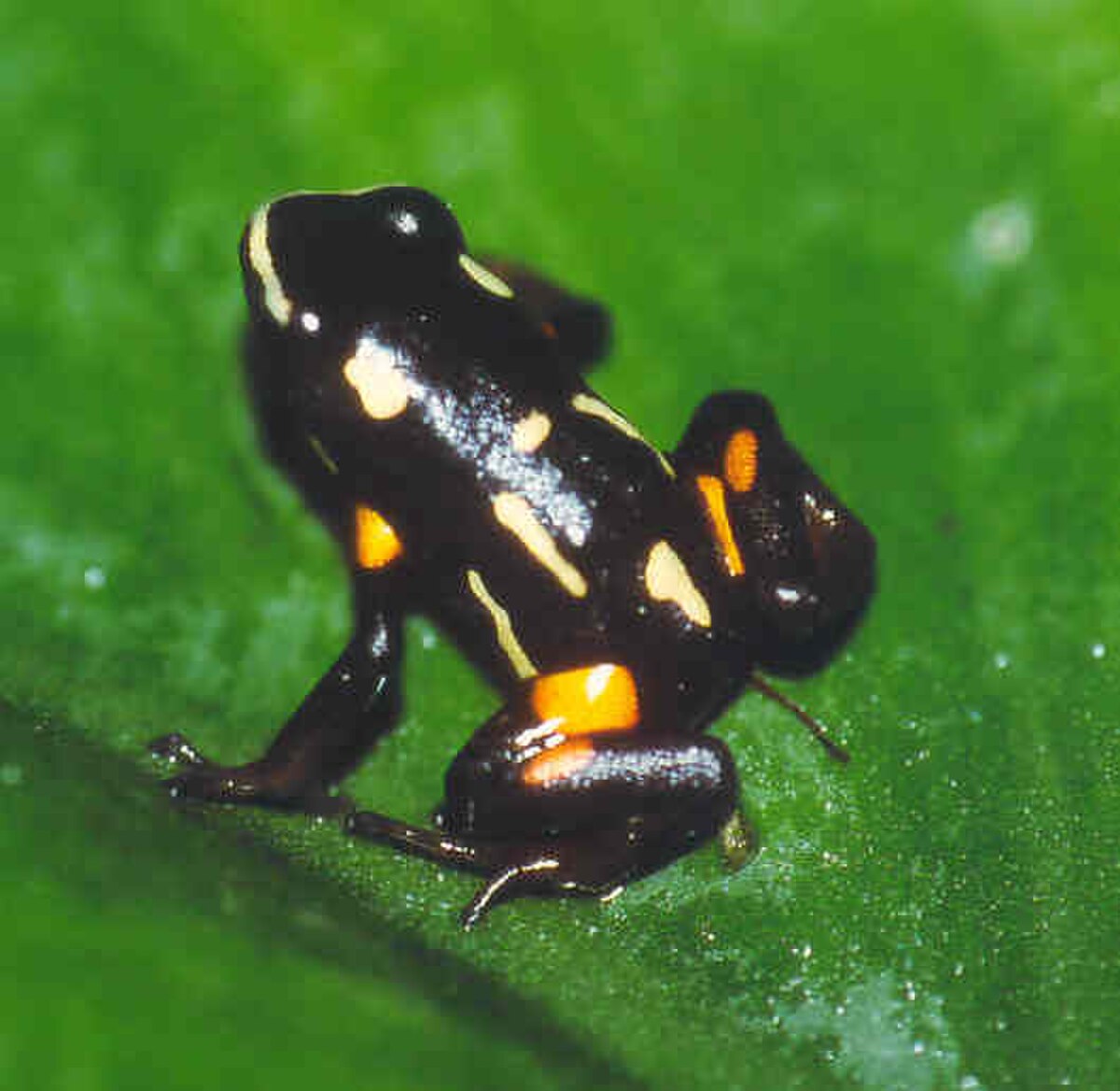 Adelphobates castaneoticus