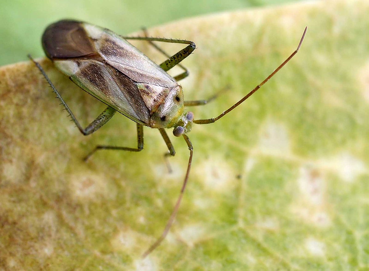 Miridae