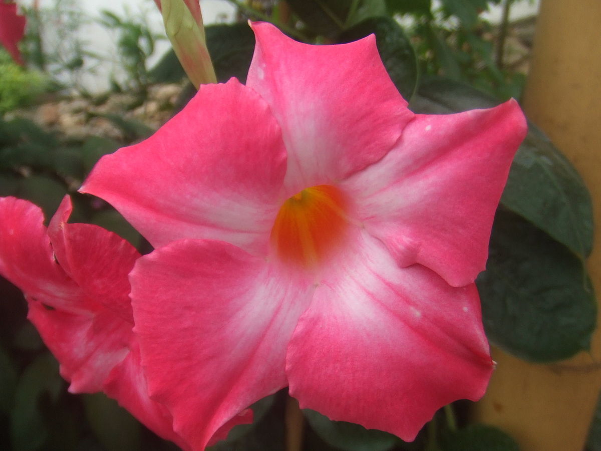 Rose du désert