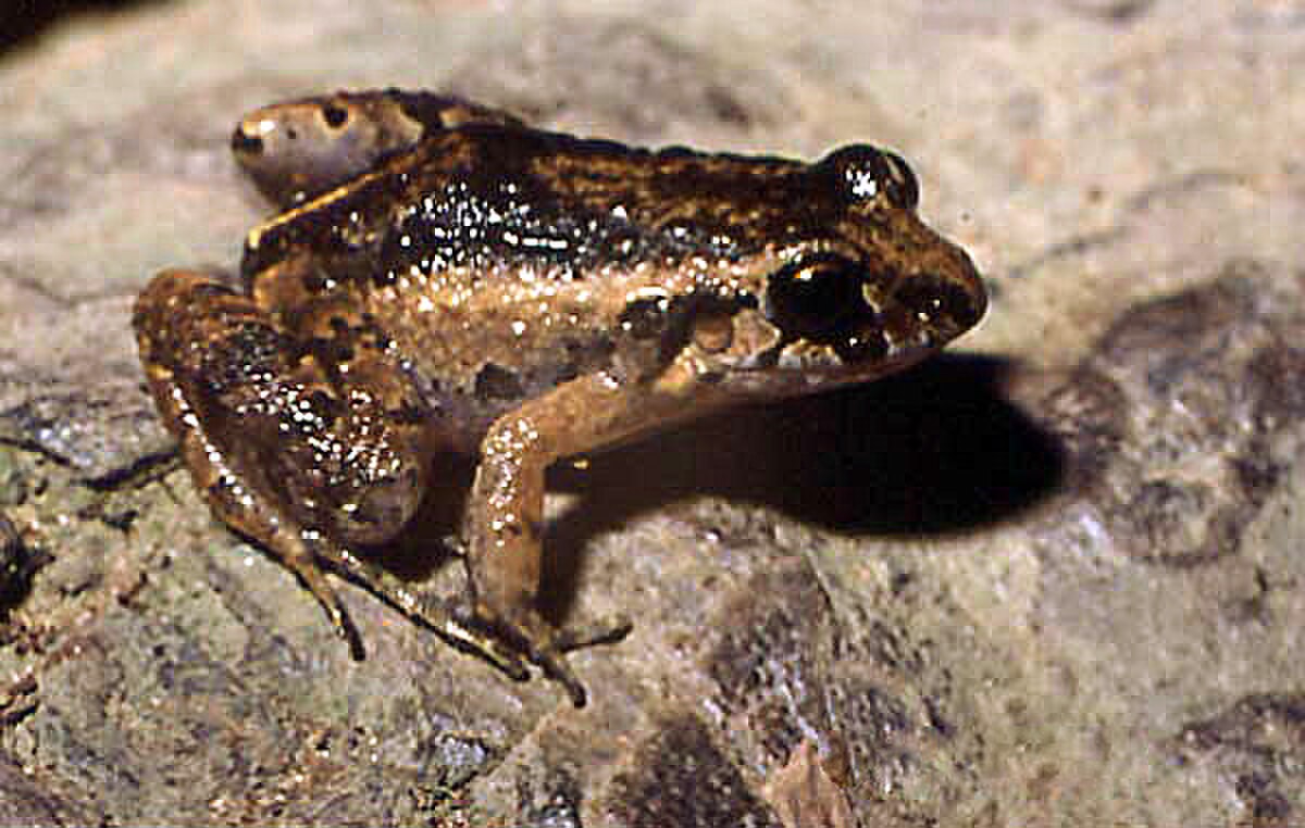 Leptodactylus andreae