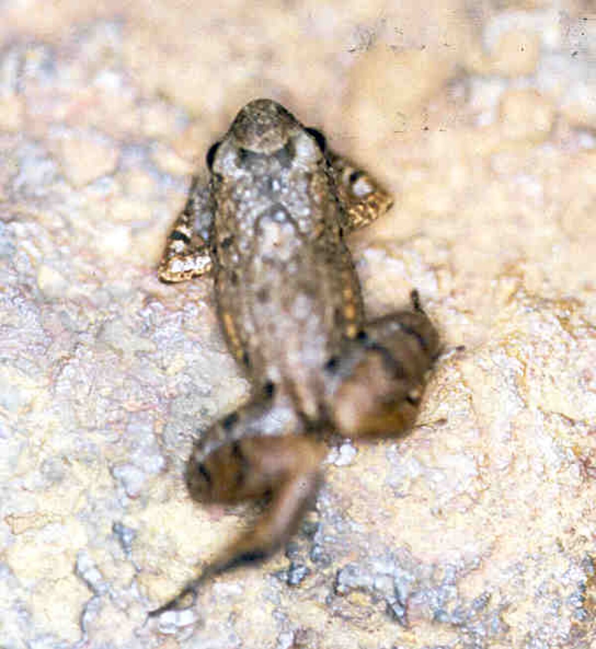 Leptodactylus hylaedactylus