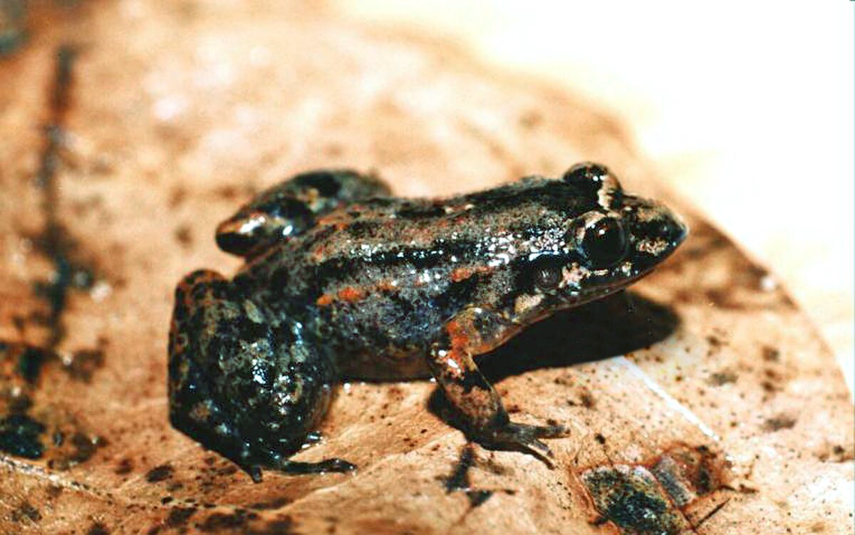 Leptodactylus marmoratus