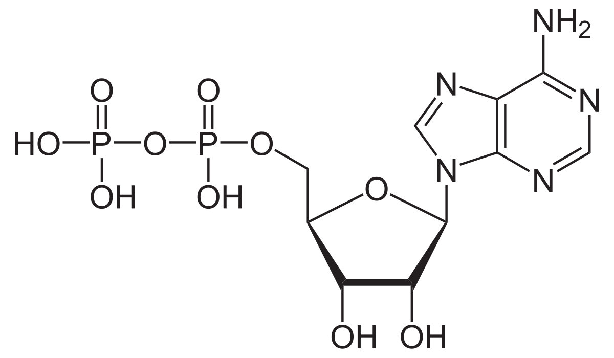 Adénosine diphosphate