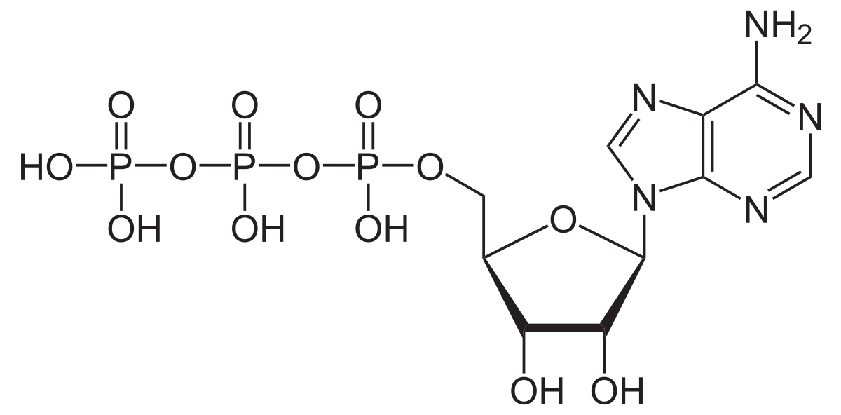 Adénosine triphosphate