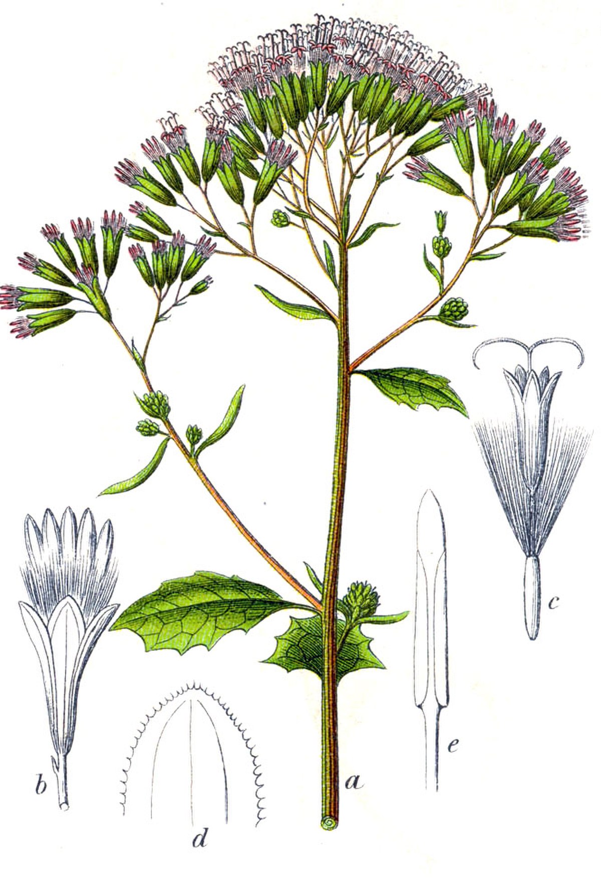 Adénostyle à feuilles d'alliaire