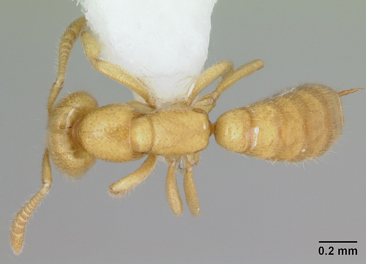 Adetomyrma