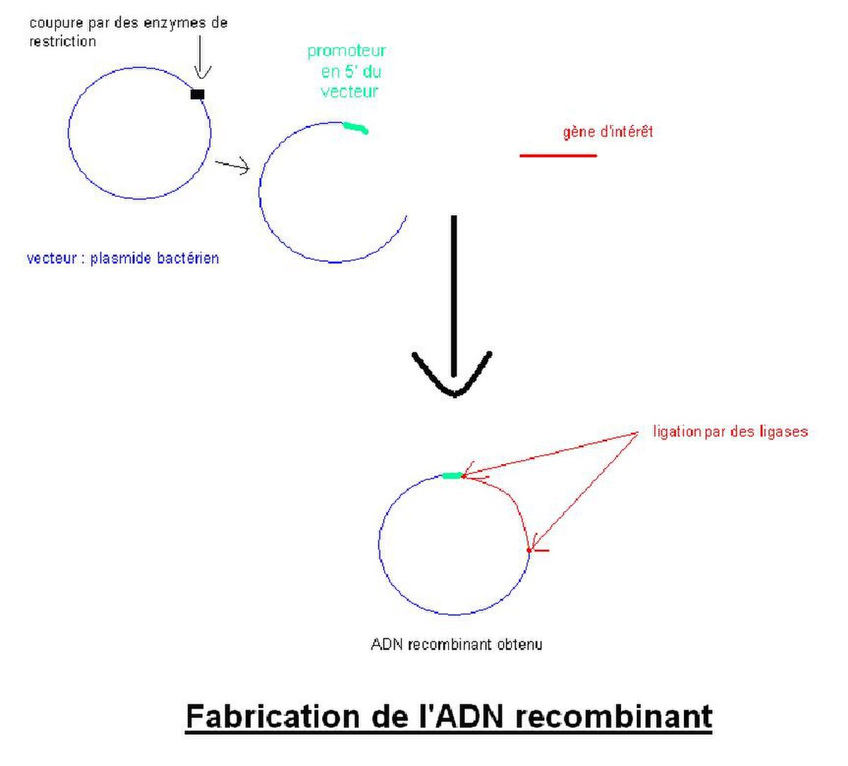 ADN recombinant3.JPG