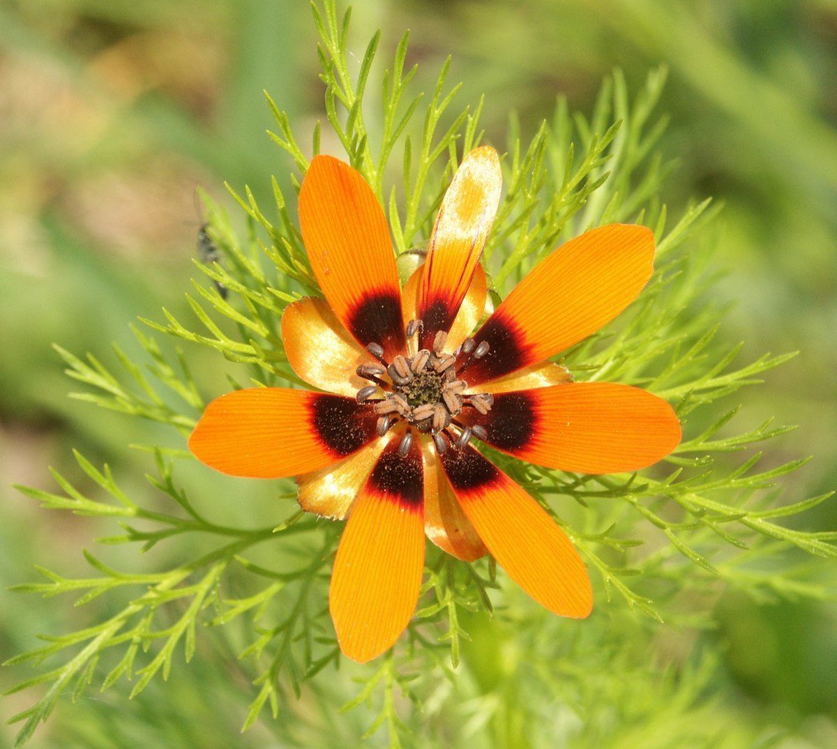 Adonis d'été
