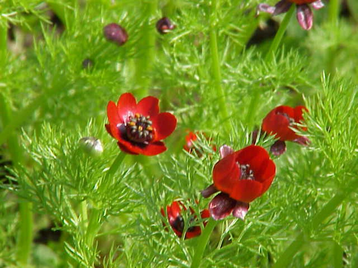 Adonis d'automne