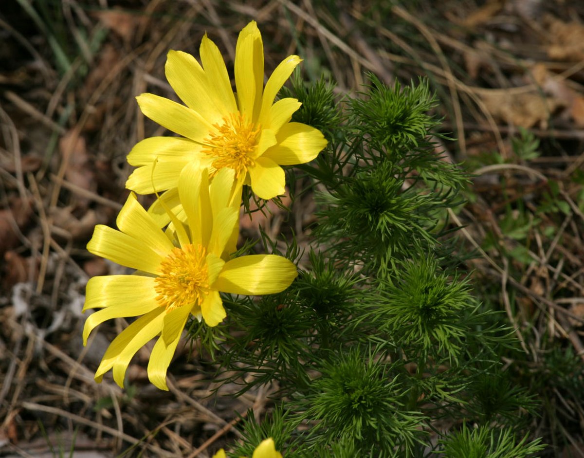 Adonis de printemps
