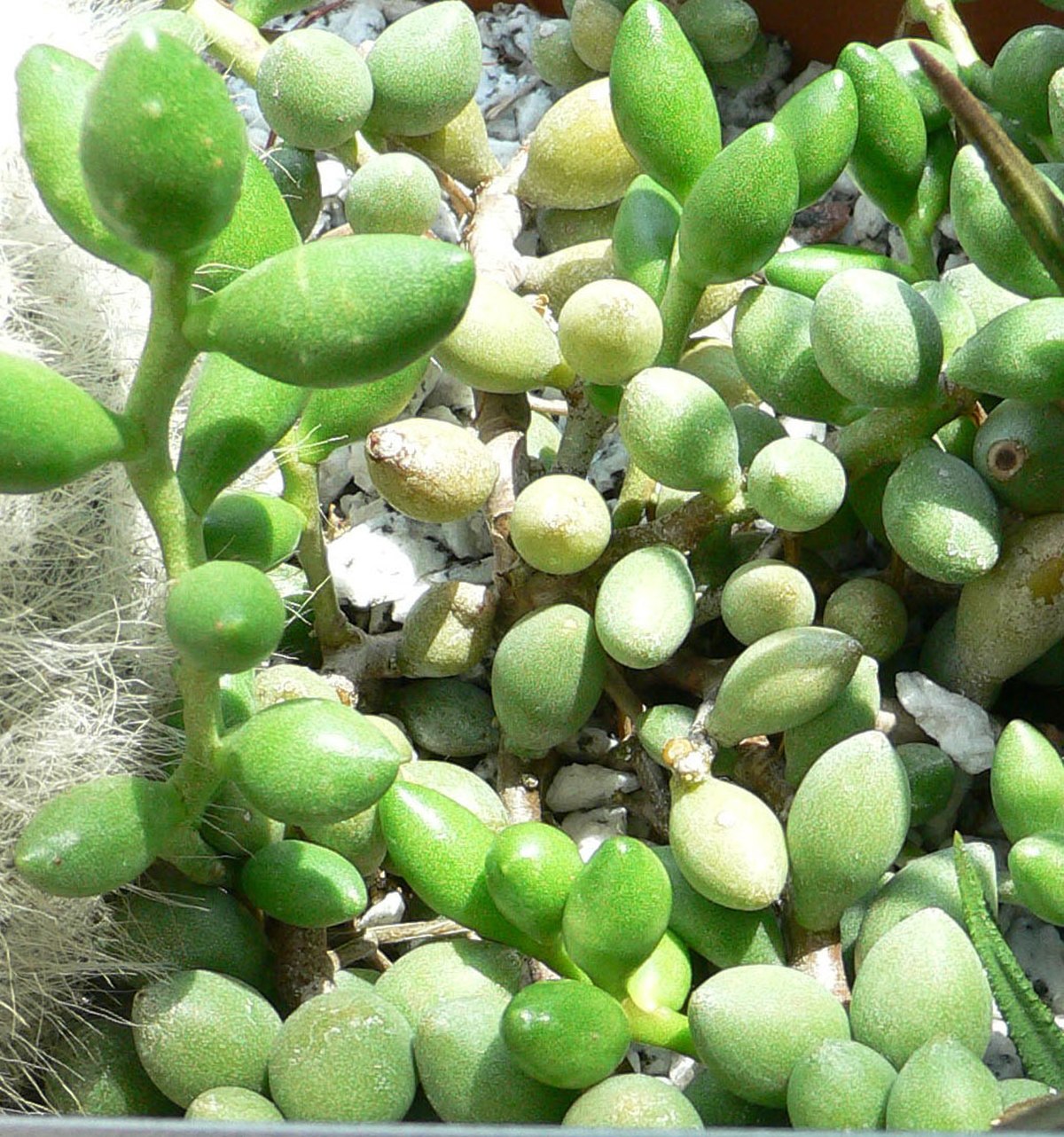 Adromischus