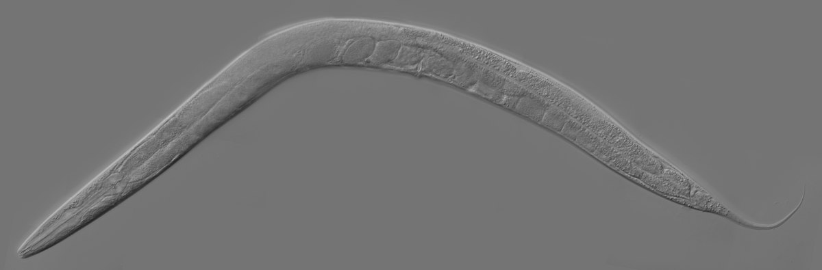 Rhabditidae