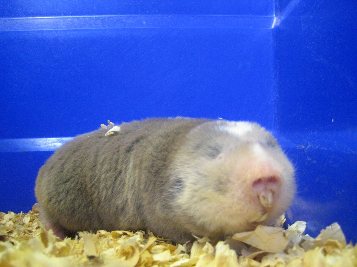 Heliophobius argenteocinereus
