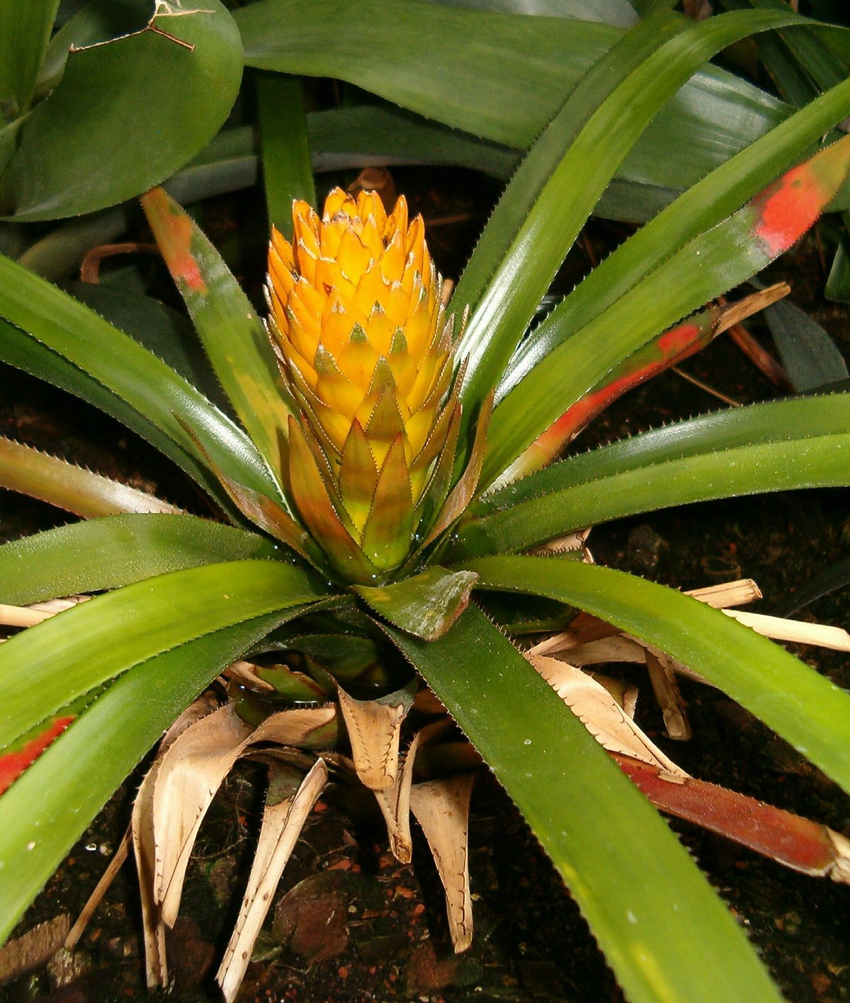 Aechmea