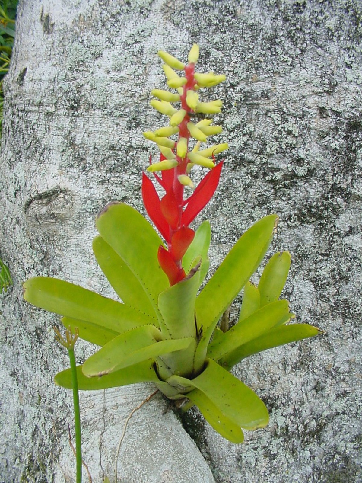 Aechmea nudicaulis