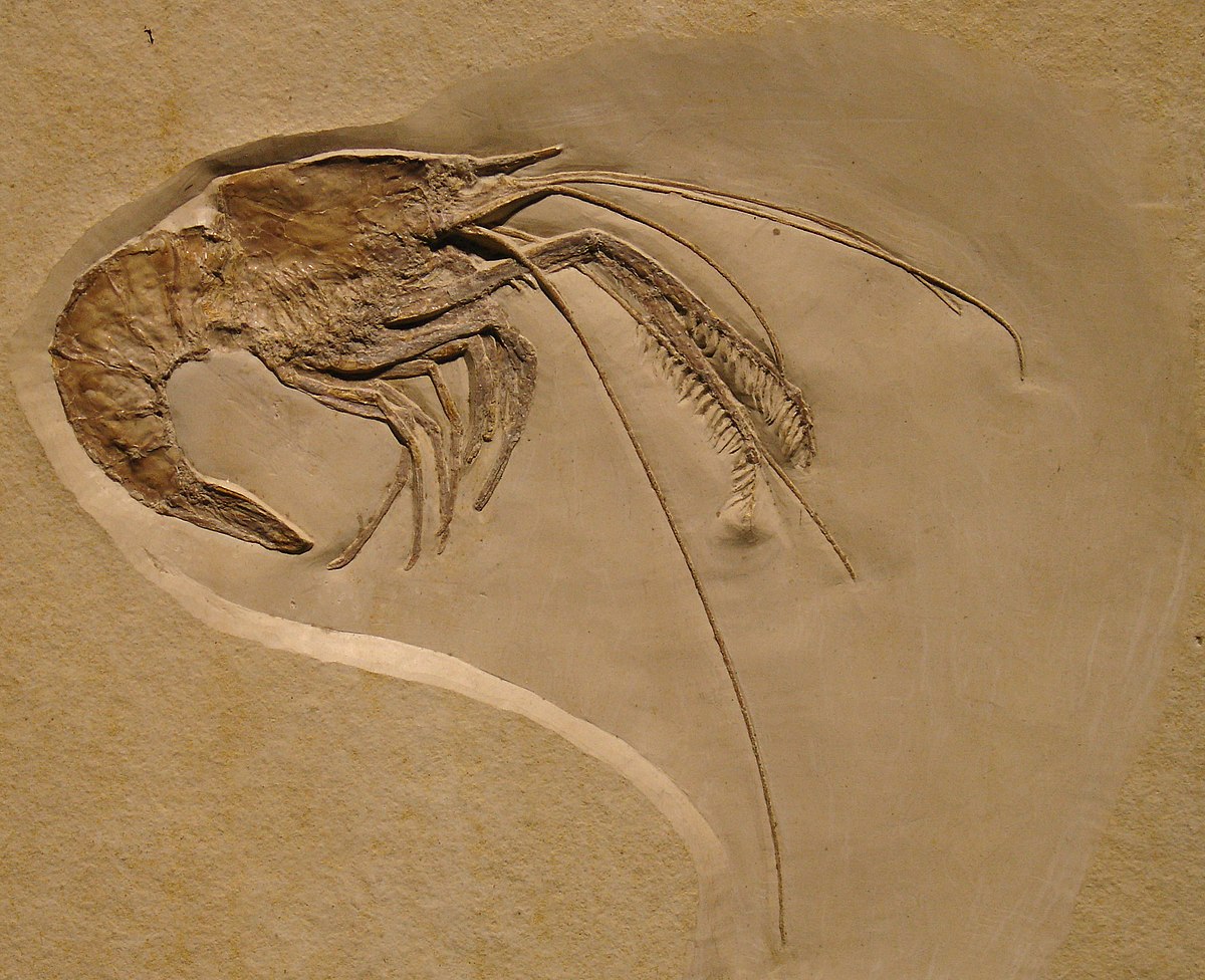 Glypheoidea
