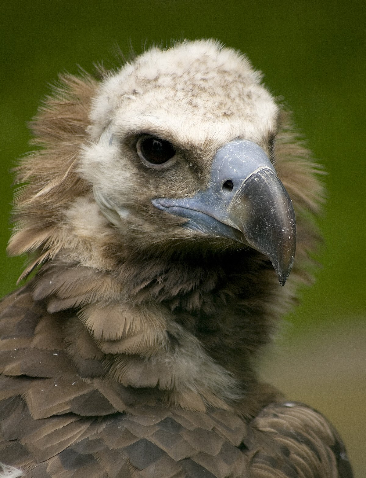 Vautour moine