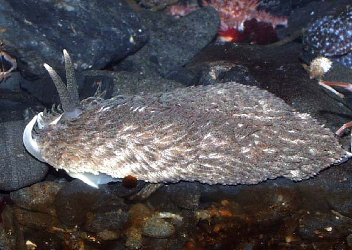 Aeolidiidae