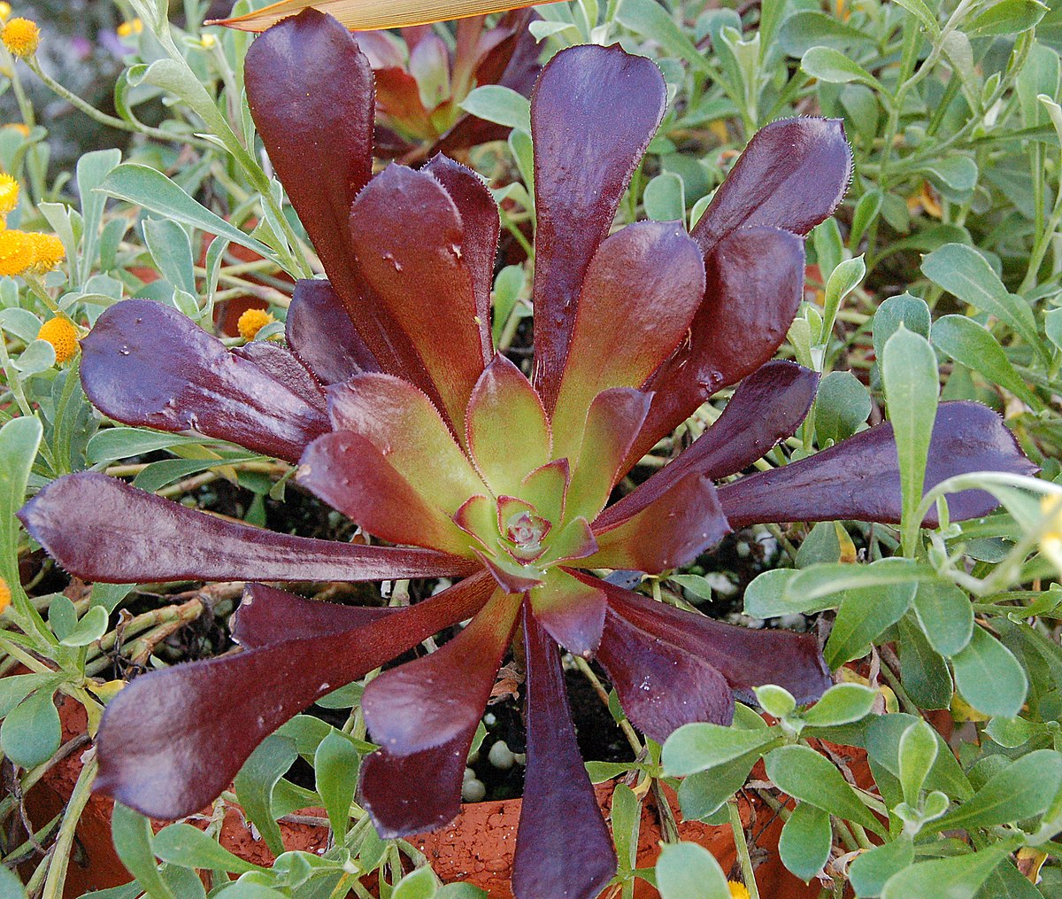 Aeonium arboreum